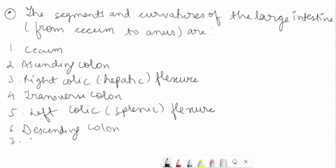 largeintestine-28-list-the-segments-and-curvatures-of-the-intestines-in-order-from-the-cecum-to-the-anus-cecum-andanus-28the-fingerlike-structure-that-extends-from-the-cecum-is-the-30the-pou-10766