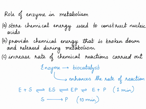which-of-the-following-describes-the-role-that-enzymes-play-in-the-process-of-metabolism-a-enzymes-store-the-chemical-energy-that-is-used-to-construct-nucleic-acids-during-metabolism-b-enzym-09722