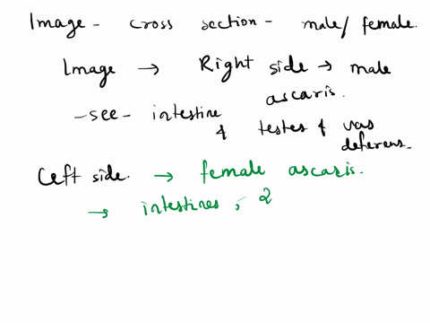 the-roundwom-ascaris-15-parasite-of-many-mammals-including-humans-the-egg-passes-through-senes-of-tubes-in-the-female-ovary-to-oviduct-to-uterus-to-vagina-the-spcrin-passes-through-series-of-20769