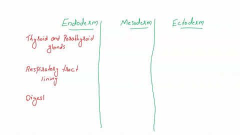 classify-the-following-as-part-of-the-following-embryonic-germ-layers-ectoderm-mesoderm-or-endoderm-ectoderm-mesoderm-endoderm-cardiovascular-urinary-system-system-central-nervous-epilhelial-19111