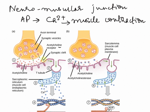 describe-how-an-action-potential-in-muscle-cells-can-lead-to-calcium-release-from-the-sarcoplasmic-reticulum-and-a-muscle-contraction-include-the-following-terms-in-your-description-a-action-62423