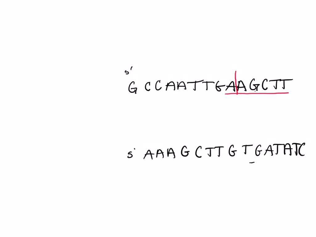 Solved: The Table Shows Where Different Restriction Endonucleases 