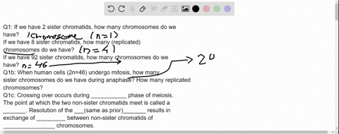q1-if-we-have-2-sister-chromatids-how-many-chromosomes-do-we-have-if-we-have-8-sister-chromatids-how-many-replicated-chromosomes-do-we-have-if-we-have-92-sister-chromatids-how-many-chromosom-40165