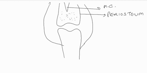 06-chapter-joinit-articufat-cartlage-articulating-bone-ofibrous-membrane-yaa-periosteum-synovial-oint-cavity-osynovial-membrane-a7on-figure-lg-81color-the-indicated-strucures-aarticular-cart-59925