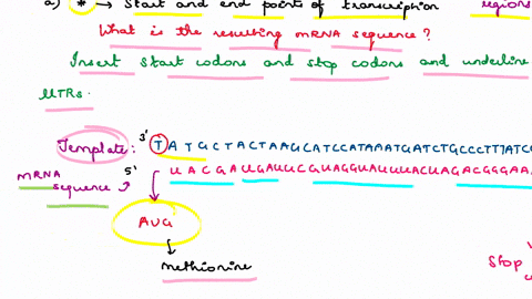 the-art-of-gene-expression-below-is-part-of-a-gene-dna-sequence-no-promoter-introns-or-terminator-are-shown-expect-question-like-this-on-your-exam-non-template-5-atacgatgattcgtaggtatttactaga-02423