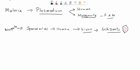 drag-the-labels-to-complete-each-of-the-sentences-that-describe-the-progresslon-of-malarlo_-mosquito-malaria-i5-caused-by-protozoans-in-ihe-genus-plasmodium-responsible-ior-the-disease-in-hu-49992