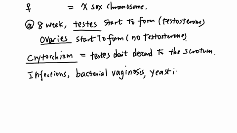 talaspects-oductive-system-wing-statements-by-inserting-your-responses-in-1-a-male-embryo-has-sex-chromosomeswhereas-a-female-has2during-early-developmentthe-reproductive-2-structures-of-bot-71288