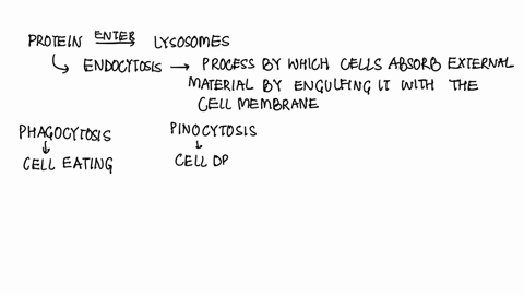 by-what-process-is-a-membrane-protein-delivered-to-a-lysosome-for-breakdown-how-is-it-distinguished-from-proteins-that-are-to-be-functional-in-the-lysosomal-membrane-84997