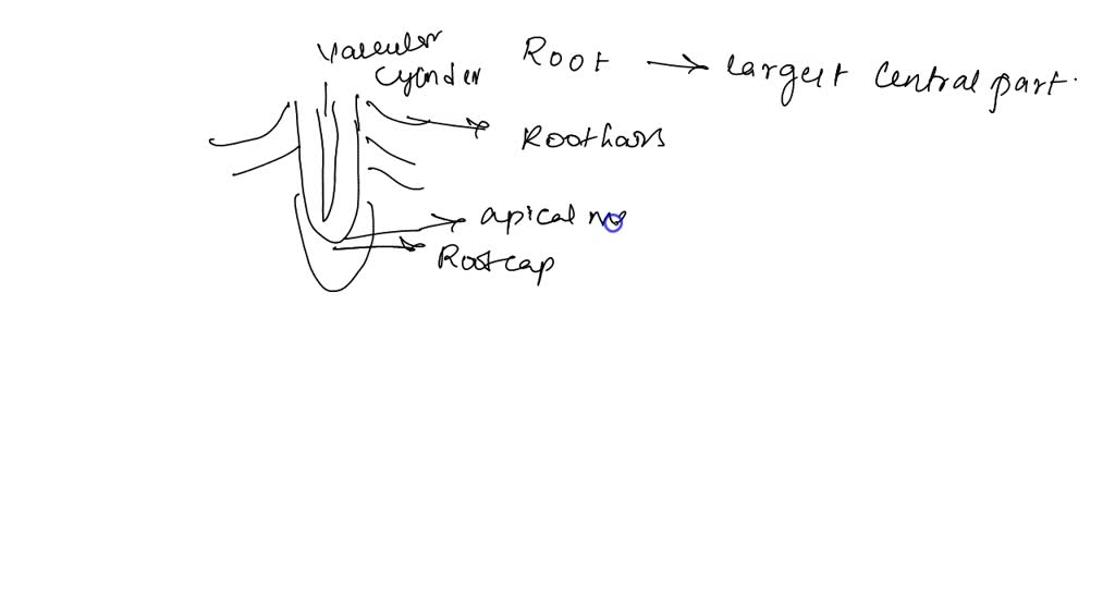 solved-what-are-the-parts-of-roots-and-what-is-secondary-root