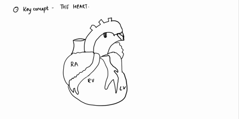 which-is-the-largest-artery-in-the-body-aorta-superior-vena-cava-inferior-vena-cava-atrium-90867