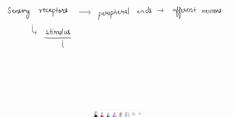 complete-each-sentence-to-demonstrate-your-understanding-of-sensory-receptor-characteristics-are-at-the-peripheral-ends-of-neurons-graded-potentials-the-energy-or-chemical-that-impinges-upon-45065