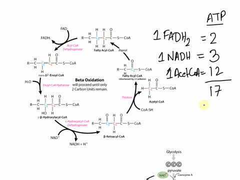which-of-the-following-will-produce-more-atp-4-pyruvates-entering-the-krebs-cycle-or-the-oxidation-ofe-6c-fatty-acid-provide-enough-detail-to-describe-how-you-reached-your-conclusions-as-we-92574