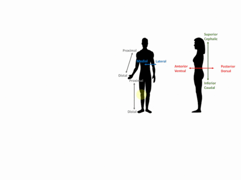 the-upper-arm-is-________-to-the-forearm-a-distal-b-medial-c-lateral-d-anterior-e-proximal-34891