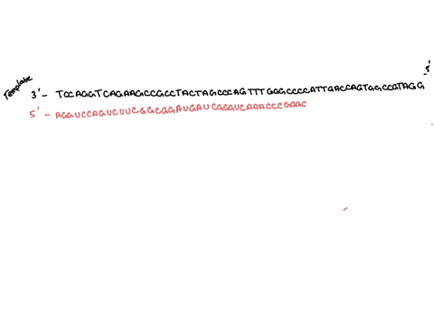 3-ptsfor-the-double-stranded-dna-molecule-shown-below-the-bottom-strand-is-the-template-for-transcription-the-start-codonis-augand-the-stopcodonis-uaa-a-draw-the-mrna-transcript-that-would-b-11306