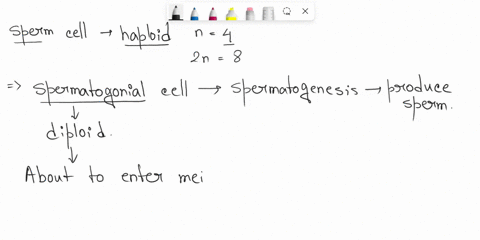 a-sperm-cell-from-the-fruit-fly-drosophila-melanogaster-contains-four-chromosomes-how-many-chromosomes-would-be-present-in-a-spermatogonial-cell-about-to-enter-meiosis-how-many-chromatids-wo-41282