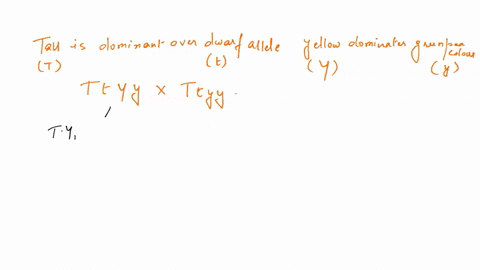 in-pea-plants-the-tall-allele-t-is-dominant-to-the-dwarf-allele-t-and-the-yellow-pea-color-allele-y-is-dominant-to-the-green-pea-color-allele-y-cross-ttyy-with-ttyy-what-would-be-the-genotyp-04795