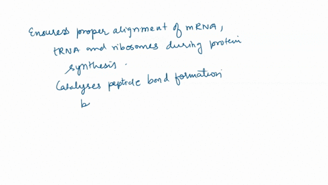 question-22-select-all-of-the-following-answers-that-apply-to-rrna-ensures-proper-alignment-of-mrna-trna-and-ribosome-during-protein-synthesis-catalyzes-peptide-bond-formation-between-amino-55952