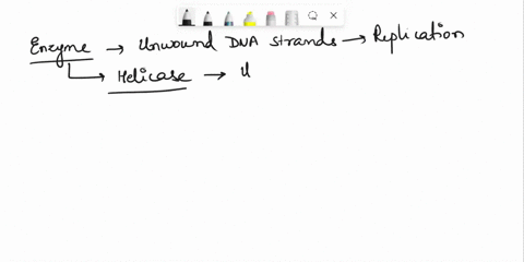 question-2-strands-of-dna-are-unwound-for-replication-by-the-enzyme-dna-polymerase-rna-polymerase-helicase-dna-gyrase-03055