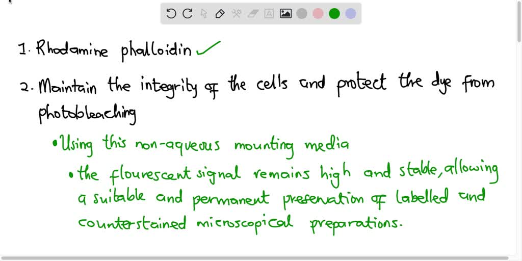 SOLVED Coverslip Stained Fibroblasts Glass slide Shown above is a