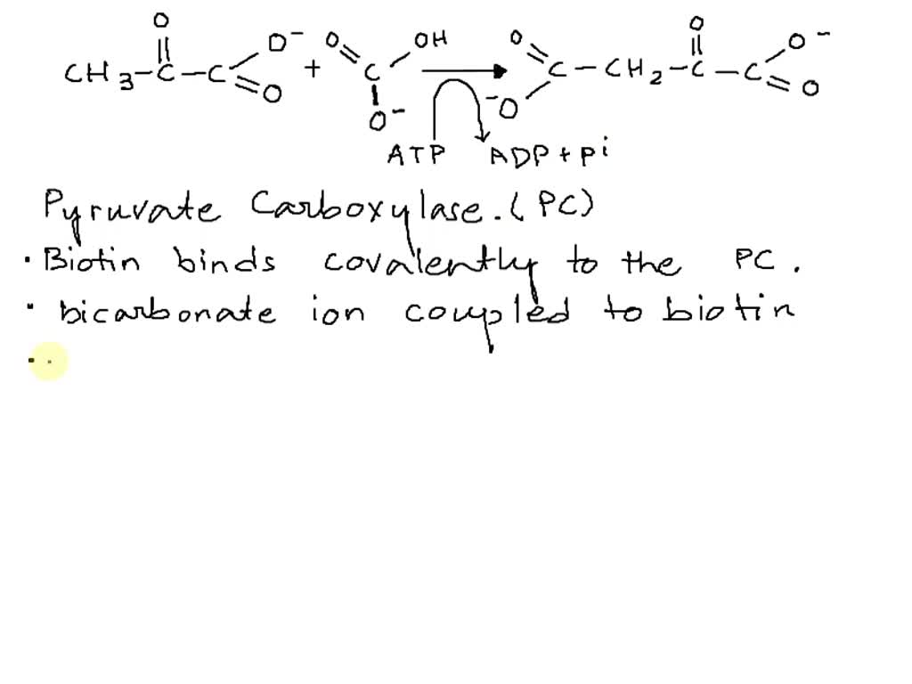 Solved The Reaction Below Is The First Bypass Step In Gluconeogenesis