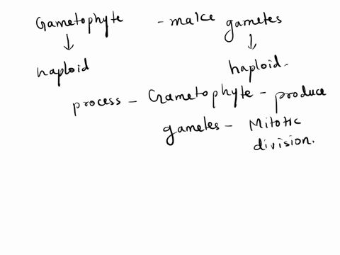 a-gametophyte-makes-haploid-gametes-by-select-one-a-mitosis-b-cell-cycle-c-fertilization-d-meiosis-pairs-of-homologous-chromosomes-separate-during-the-following-stage-of-cell-division-select-12624
