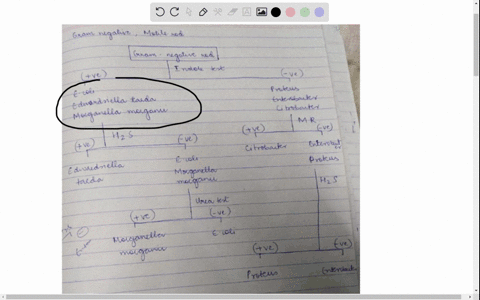 challenge-question-you-are-given-an-unknown-bacterium-to-identify-you-d-some-initial-testing-and-determine-that-the-bacterium-is-gram-negative-motile-rod-with-no-unique-colony-morphology-or-80596