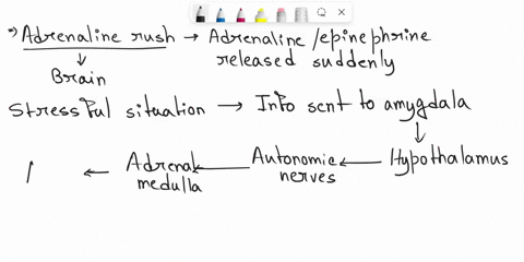what-is-the-synaptic-basis-of-an-adrenaline-rush-neuron-b-has-glycine-eated-channels-which-allow-the-conduction-of-sodium-and-potassium-ions-these-channels-are-eight-times-more-permeable-to-73082