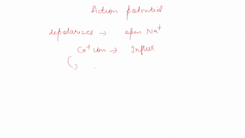 bonus-which-statement-describes-the-correct-order-for-neurotransmitter-release-from-the-pre-synaptic-cell-an-action-potential-hyperpolarizes-the-membrane-calcium-enters-the-cell-calcium-bind-77004