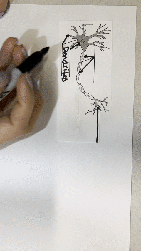 question-38-2-pts-which-part-e-of-the-neuron-carries-the-nerve-electrical-signal-from-one-end-of-the-neuron-to-the-other-dendrites-sensony-nlurons-cxo-cell-body-question-39-2-pts-which-part-99192