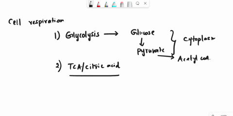which-of-the-following-pathwayscycles-dircctlv-produces-reduced-co-enzymes-from-acetyl-coa-elycolate-pathway-b-calvin-cycle-tca-cycle-glycolysis-47846