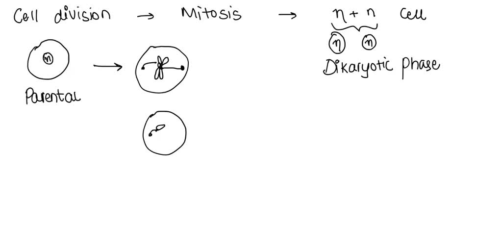 SOLVED What key step in mitosis does not occur in the last round of