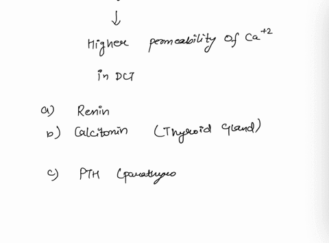 question-37-2-p-if-your-kidneys-are-secreting-ca-it-means-that-there-is-higher-permeability-of-calcium-ions-in-your-dcts-in-response-to-renin-produced-by-the-kidneys-calcitonin-produced-by-t-28188