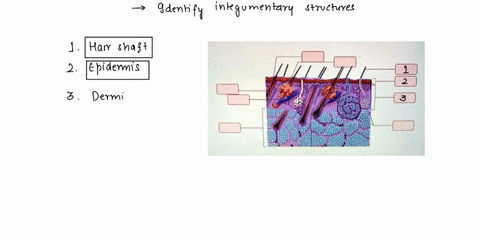 exercise-7-review-sheet-art-labeling-activity1-16of-drag-the-labels-onto-the-diagram-to-identify-the-integumentary-structures-rose-eccaine-weat-gland-sebaceou-o-gland-89609