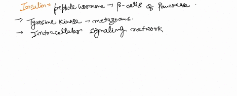 unlike-most-rtks-after-the-insulin-receptor-becomes-activated-by-insulin-the-first-protein-to-bind-to-the-receptors-subunit-is-irs-the-insulin-receptor-then-phosphorylates-multiple-sites-on-21723