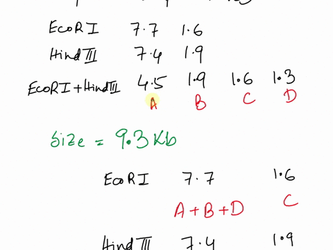 you-cut-the-circular-plasmid-prit4s3-with-the-restriction-enzymes-hindiii-and-ecori-singly-and-together-the-fragments-resulting-from-these-enzyme-digests-are-shown-below-all-sizes-given-in-k-25317