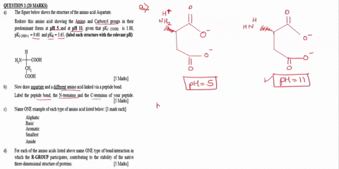 queshon-onarks-the-figure-below-shows-the-structure-of-the-amino-acid-aspartate-redraw-this-amino-acid-showing-the-amino-and-carboxyl-groups-in-their-predominant-forms-at-ph-and-at-ph-1l-giv-69662