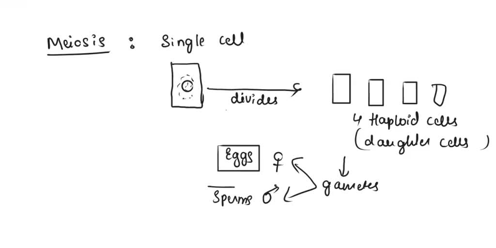 SOLVED: (Cell Division (Meiosis) ( What is Meiosis, Phases of Meiosis ...