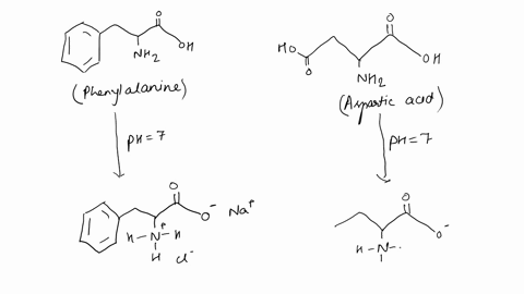 draw-the-structures-of-the-amino-acids-phenylalanine-and-aspartatein-the-ionization-state-you-phenylalanine-is-much-would-expect-at-ph-70-why-is-aspartate-very-soluble-in-water-whereas-less-52214