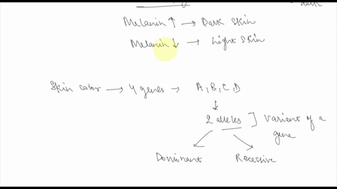 imagine-the-four-genes-abcd-would-represent-skin-color-genes-a-capital-letter-represents-a-gene-that-produces-melanin-pigment-whereas-a-lower-case-letter-represents-a-gene-that-does-not-coul-76658