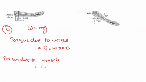 the-figure-below-shows-the-arm-of-a-human-held-steady-by-the-force-of-the-bicep-muscle-overcoming-the-weight-of-the-forearm-and-hand-in-a-the-forearm-and-hand-are-held-steady-horizontally-wh-41982