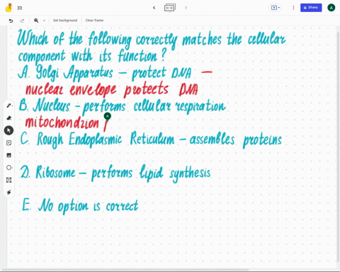 which-of-the-following-correctly-matches-the-cellular-component-with-its-function-explain-your-answer-a-golgi-apparatus-protects-dna-b-nucleus-performs-cellular-respiration-c-rough-endoplasm-01538