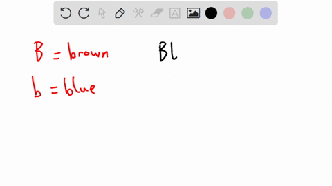 in-the-human-the-allele-for-brown-eyes-b-is-dominant-over-the-allele-for-blue-eyeb-which-combination-of-alleles-shown-below-could-result-in-a-person-with-blue-eyes-52537