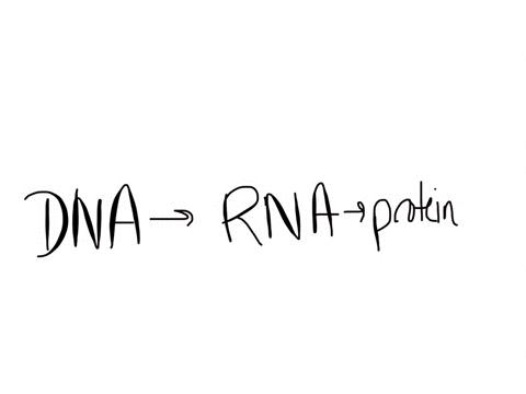 your-friend-says-that-today-in-biology-class-they-learned-that-dna-is-converted-into-rna-and-then-this-becomes-a-protein-explain-why-your-friends-statement-is-incorrect