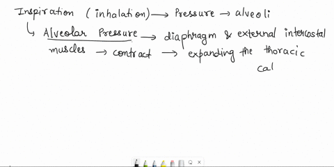 explain-how-the-pressure-in-the-alveoli-and-the-atmosphere-differ-during-inspiration-vs-expiration-06547