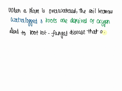 plant-growth-what-is-the-consequences-of-overwatering-plant-is-it-will-affect-the-growth-of-the-plant-and-root-65627