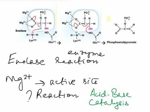 option-d-consider-the-mechanism-of-the-enzyme-enolase-as-discussed-in-lecture-figure-below-mg2-mg-po-poz-hoh-mg-ccf-f-h-oh-ho-h_n-h-lys345-glu11-mg-czc-h-oh-ho-h_nt_h-lys345-glu11-enolase-2-35746