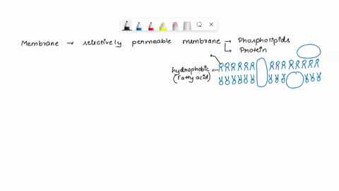 what-variabless-influences-whether-a-nonpolar-molecule-can-move-across-a-membrane-by-passive-diffusion-27002