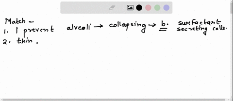 3whoami-match-the-descriptions-with-the-appropriate-structure-i-prevent-alveoli-from-collapsing-by-decreasing-surface-tension-i-am-very-thinallowing-gases-to-diffuse-casily-across-my-surface-07432