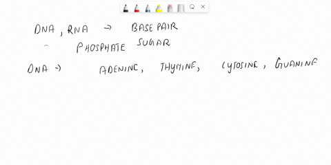 which-of-the-following-statement-is-true-about-the-structure-of-dna-62537