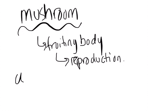 a-mushroom-is-a-the-food-absorbing-region-of-an-ascomycete-b-the-food-absorbing-region-of-a-basidiom-77373
